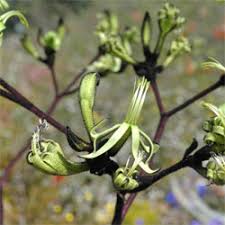 Macropidia 'Black' Kangaroo Paw 6" Pot
