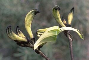 A close-up of green and black Kangaroo Paw flowers from the Macropidia 'Black' variety in a 6" pot, featuring fuzzy textures against a blurred natural background, beautifully highlights this unique species.