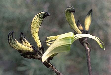 A close-up of green and black Kangaroo Paw flowers from the Macropidia 'Black' variety in a 6" pot, featuring fuzzy textures against a blurred natural background, beautifully highlights this unique species.