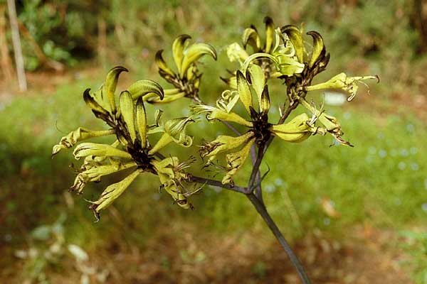 Macropidia 'Black' Kangaroo Paw 6" Pot