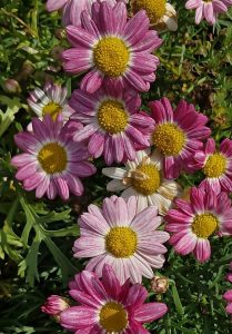 The Argyranthemum 'Angelic™ Ruby' Marguerite Daisy displays vibrant pink and white flowers with yellow centers among lush green foliage, attractively presented in a 6" pot.