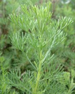 Close-up of Artemisia 'Lad's Love' Herb with delicate, feathery leaves branching from the central stem, set against a blurred natural background.