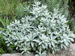 Artemisia 'Valerie Finnis'