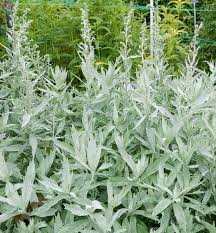 The Artemisia 'Valerie Finnis' in a 6" pot features dense, silvery-green foliage and tall, slender stalks with small buds. Perfect for adding nature's elegance to your garden against a lush backdrop.