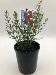 Boronia 'Purple Jared' 6" Pot