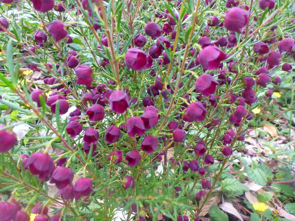 Boronia 'Purple Jared' 6" Pot