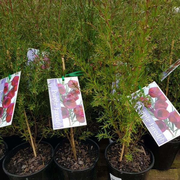 Boronia 'Purple Jared' 6" Pot