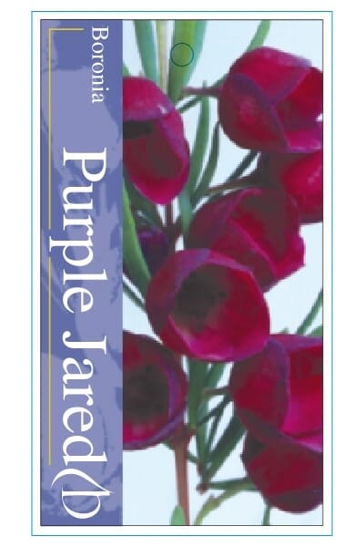 Boronia 'Purple Jared' 6" Pot