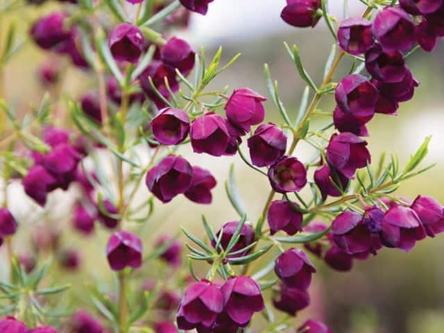 Close-up of vibrant Boronia 'Purple Jared' blossoms with slender green leaves, set against a blurred background, as if emerging from a 6" pot.