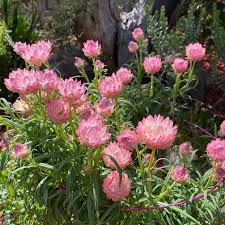 Bracteantha 'Kimba Peach' Native Paper Daisy in a 6" pot features spiky petals and lush green foliage, creating a charming garden scene.