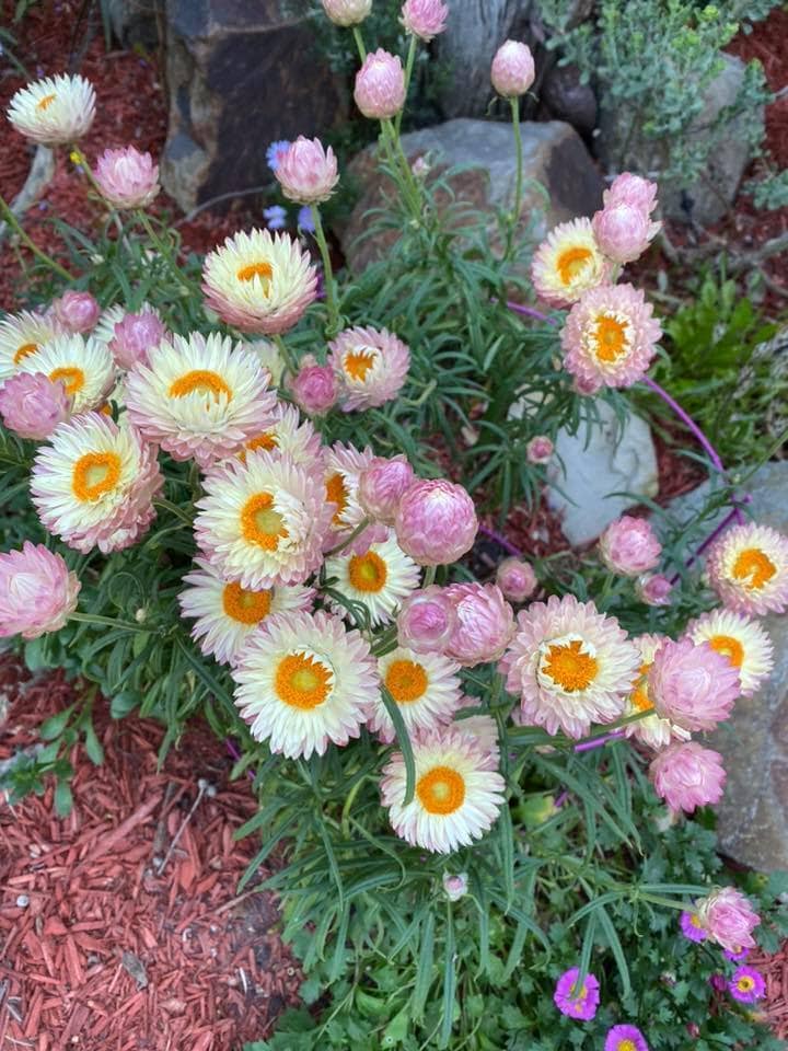 Bracteantha 'Kimba Peach' Native Paper Daisy 6" Pot