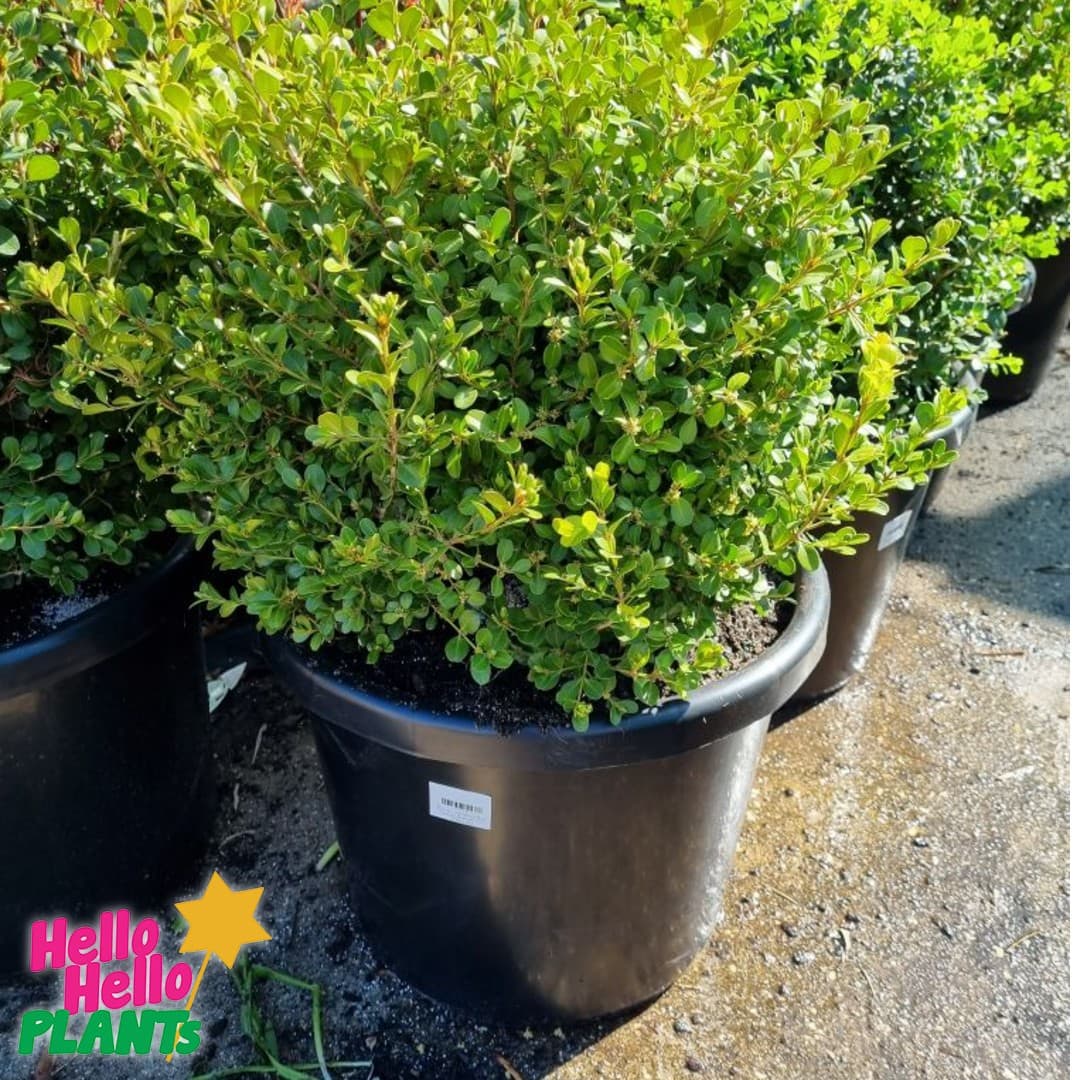 Buxus 'Japanese Box' Topiary Ball 20" Pot