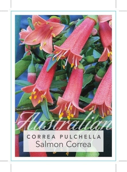 Correa pulchella 'Salmon Fuchsia' 6" Pot