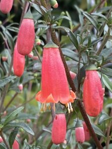 Close-up of Correa pulchella 'Native Fuchsia' flowers with green leaves, showing partially open tubular pink blossoms and stamens on a blurred natural background.