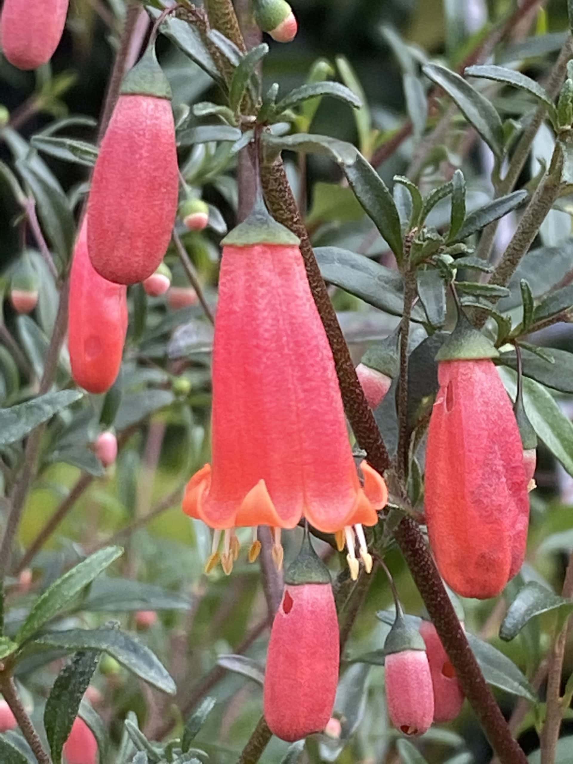 Close-up of Correa pulchella 'Native Fuchsia' flowers with green leaves, showing partially open tubular pink blossoms and stamens on a blurred natural background.