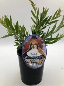 Callistemon 'Mary MacKillop' 6" Pot