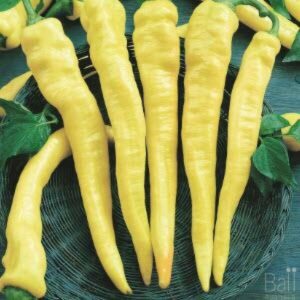 Five Capsicum 'Long Sweet Yellow' chili peppers, each resembling a vibrant masterpiece, are artfully arranged side by side on a woven basket.