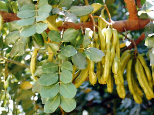 Green carob pods dangle gracefully from a thriving Ceratonia 'Carob Tree' in a 6" pot, its lush leaves enhancing the verdant display.