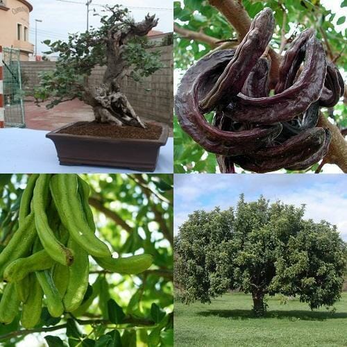 Ceratonia 'Carob Tree' 10" Pot
