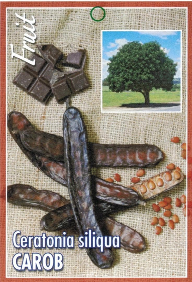 Ceratonia 'Carob Tree' 10" Pot