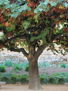 Ceratonia 'Carob Tree' 10" Pot