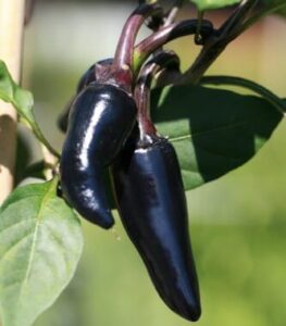 Two Capsicum 'Hungarian Black' chili peppers, rich in dark purple color, stand out amid the bright green leaves of the plant in a 4" pot.
