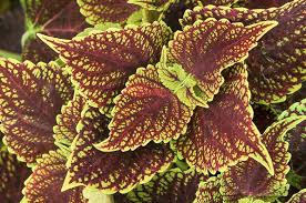 Close-up of Coleus 'Coleosaurus' 6" Pot, displaying vibrant leaves with intricate patterns in burgundy and green.
