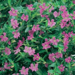 The Cuphea 'Mad Hatter Mauve' in a 6" pot features dense clusters of purple-pink blooms and lush green foliage, ideal for a charming display.
