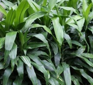 The Dracaena 'Janet Craig' Dragon Tree in a 12" pot, with its lush green plants and long, narrow leaves, adds an elegant touch to any space.