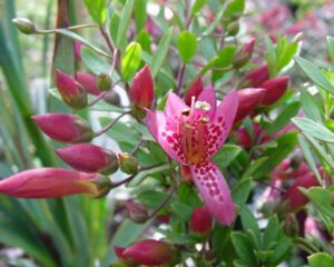 A close-up of the Eremophila 'Wild Berry' Emu Bush with pink, spotted petals amid lush green leaves and unopened buds, echoing delicate wild berry grove hues.