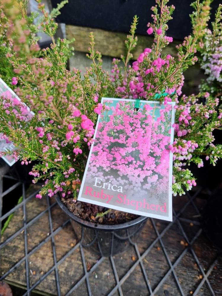 Erica 'Ruby Shepherd' Winter Heath 6" Pot
