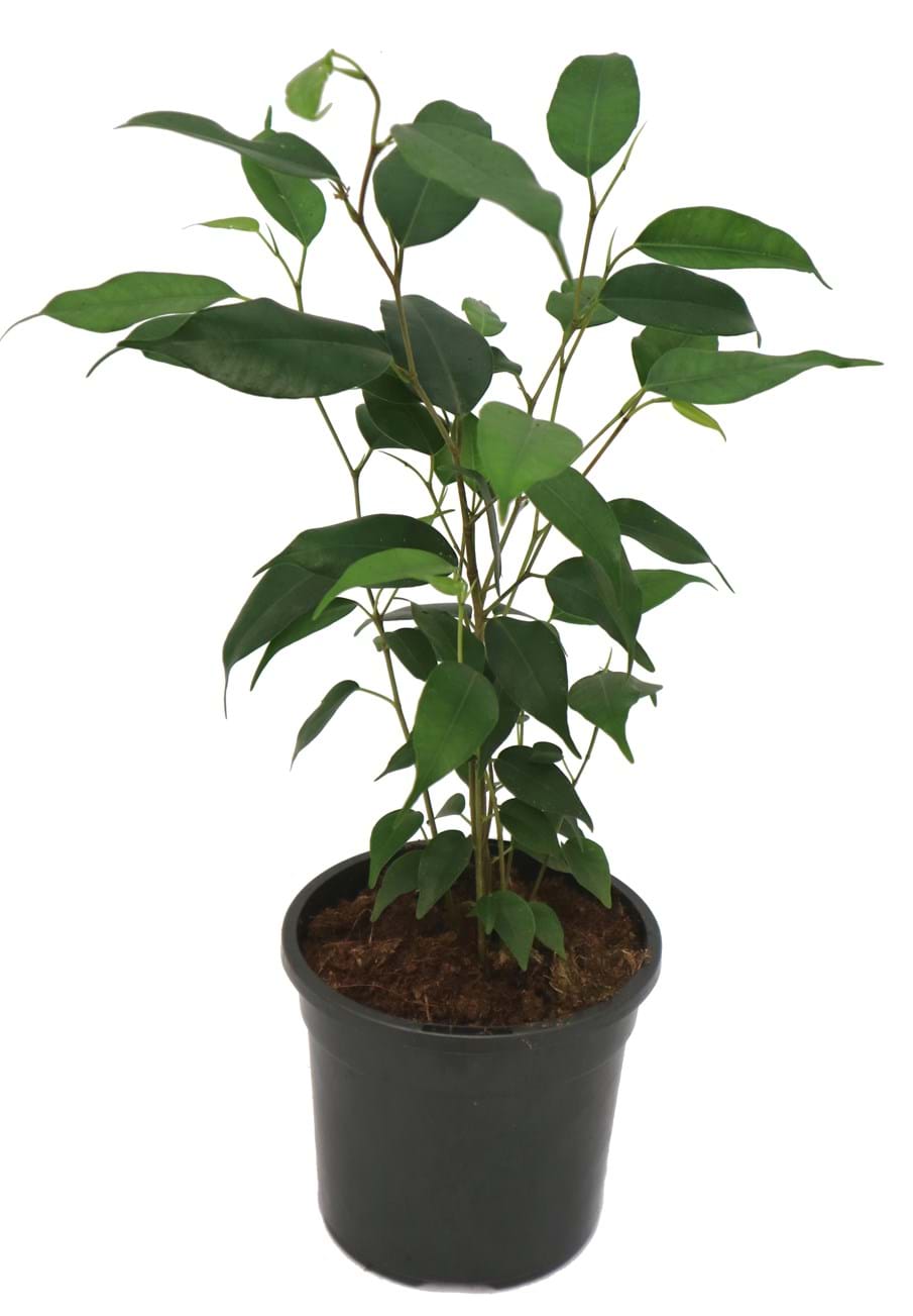 Ficus excotica 'Weeping Fig'