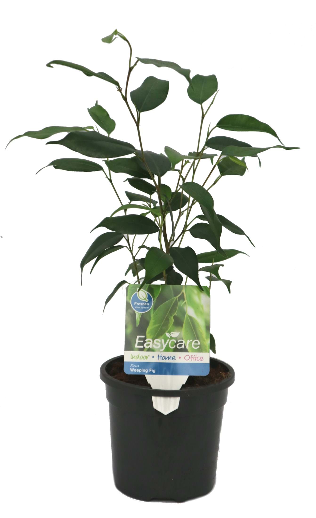 Ficus excotica 'Weeping Fig'