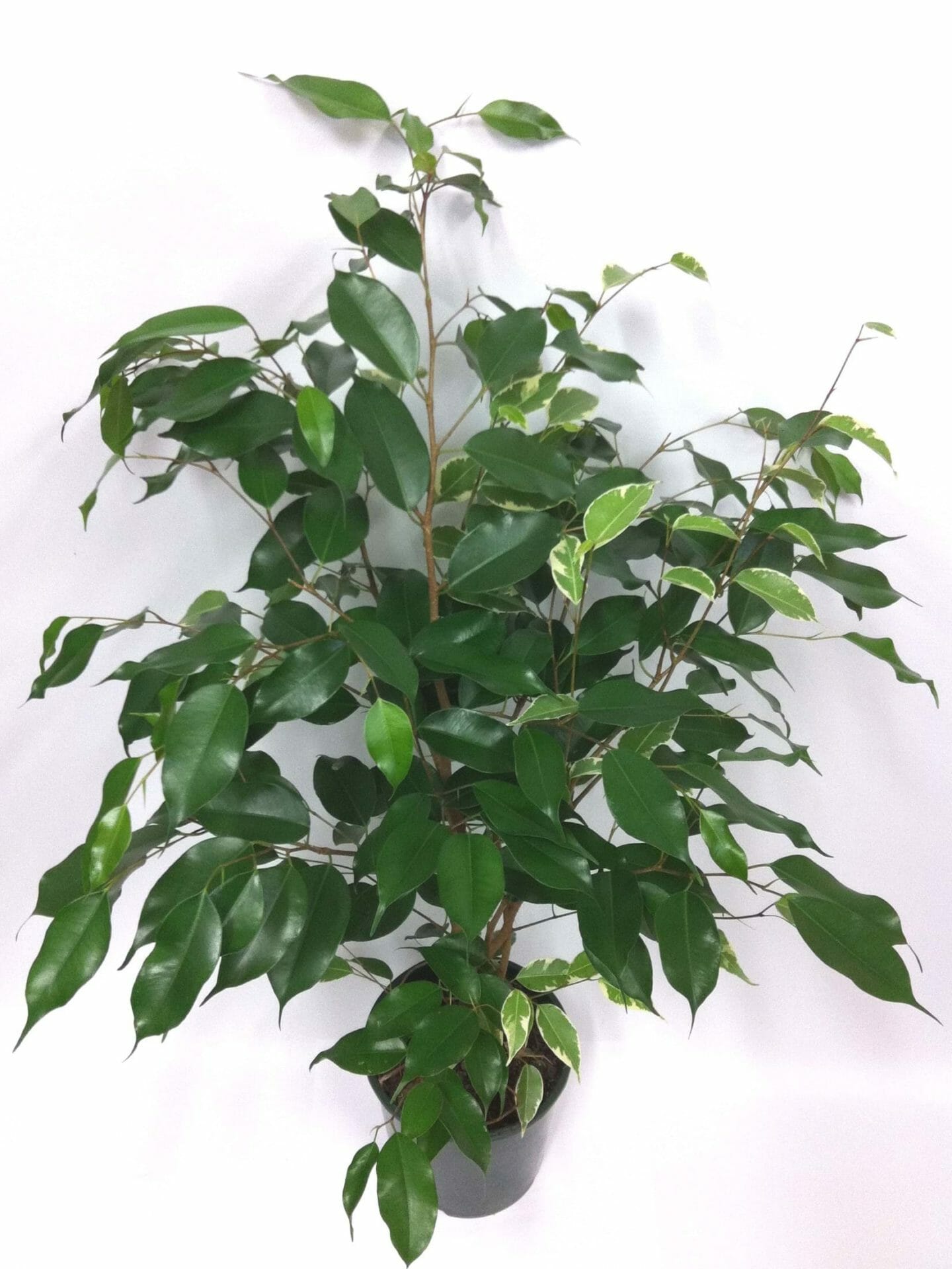 Ficus excotica 'Weeping Fig'