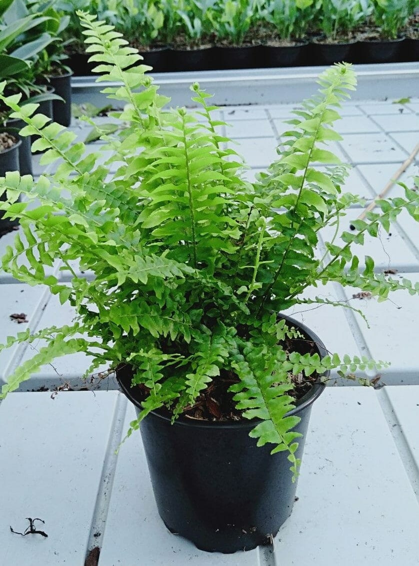 Nephrolepis 'Blue Bell' Boston Fern 6" Pot