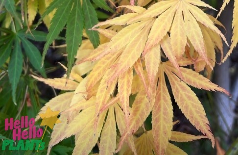 Acer 'Mirte' Japanese Maple 10" Pot