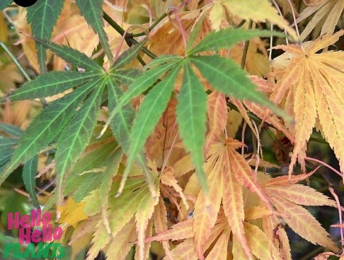 Acer 'Mirte' Japanese Maple 10" Pot