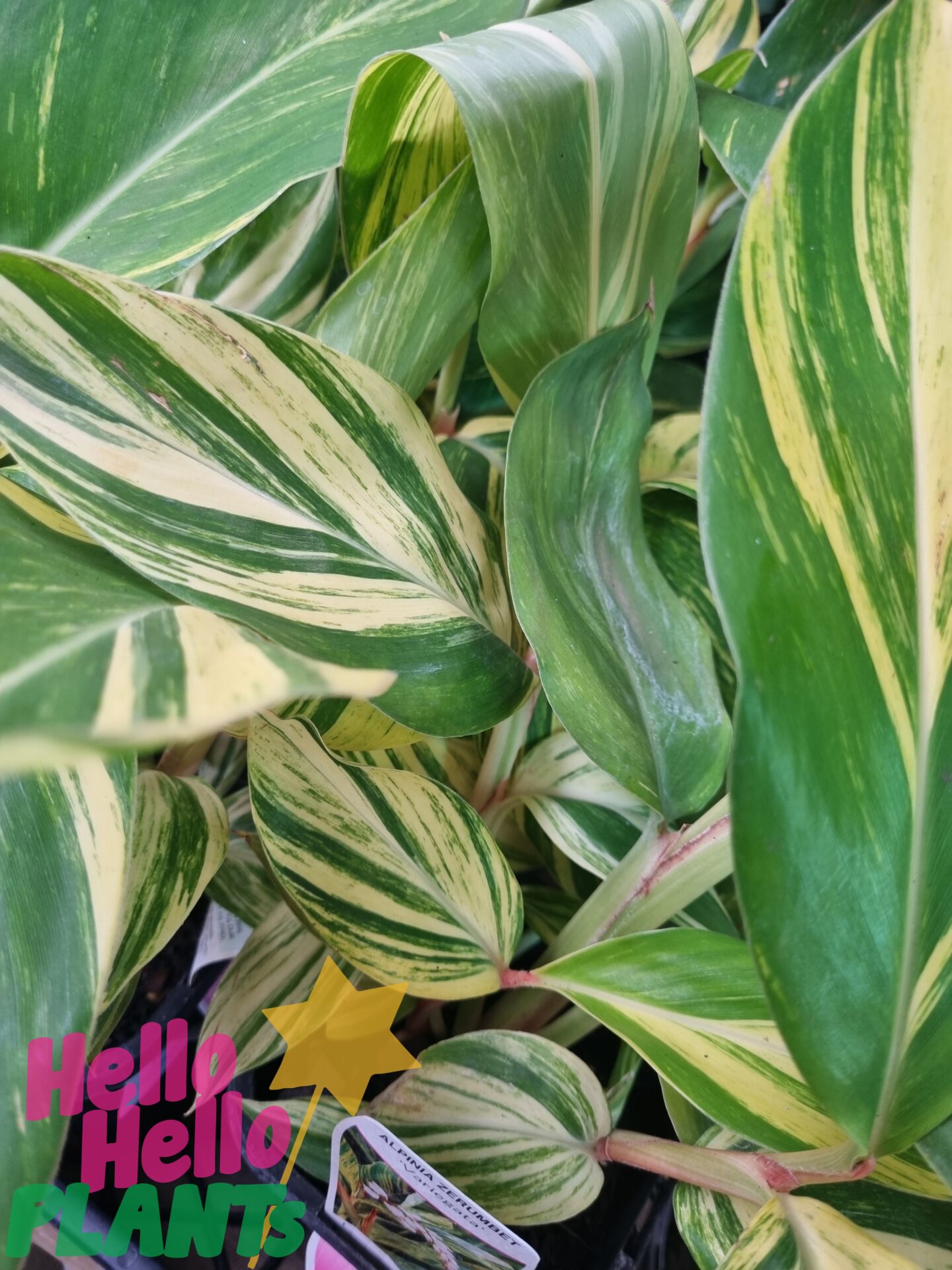 Alpinia 'Variegated Shell Ginger' 8" Pot