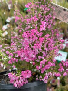 An Erica 'Ruby Shepherd' Winter Heath in a 6" pot, featuring clusters of vibrant pink flowers and green foliage, is displayed outdoors with other plants in the background.