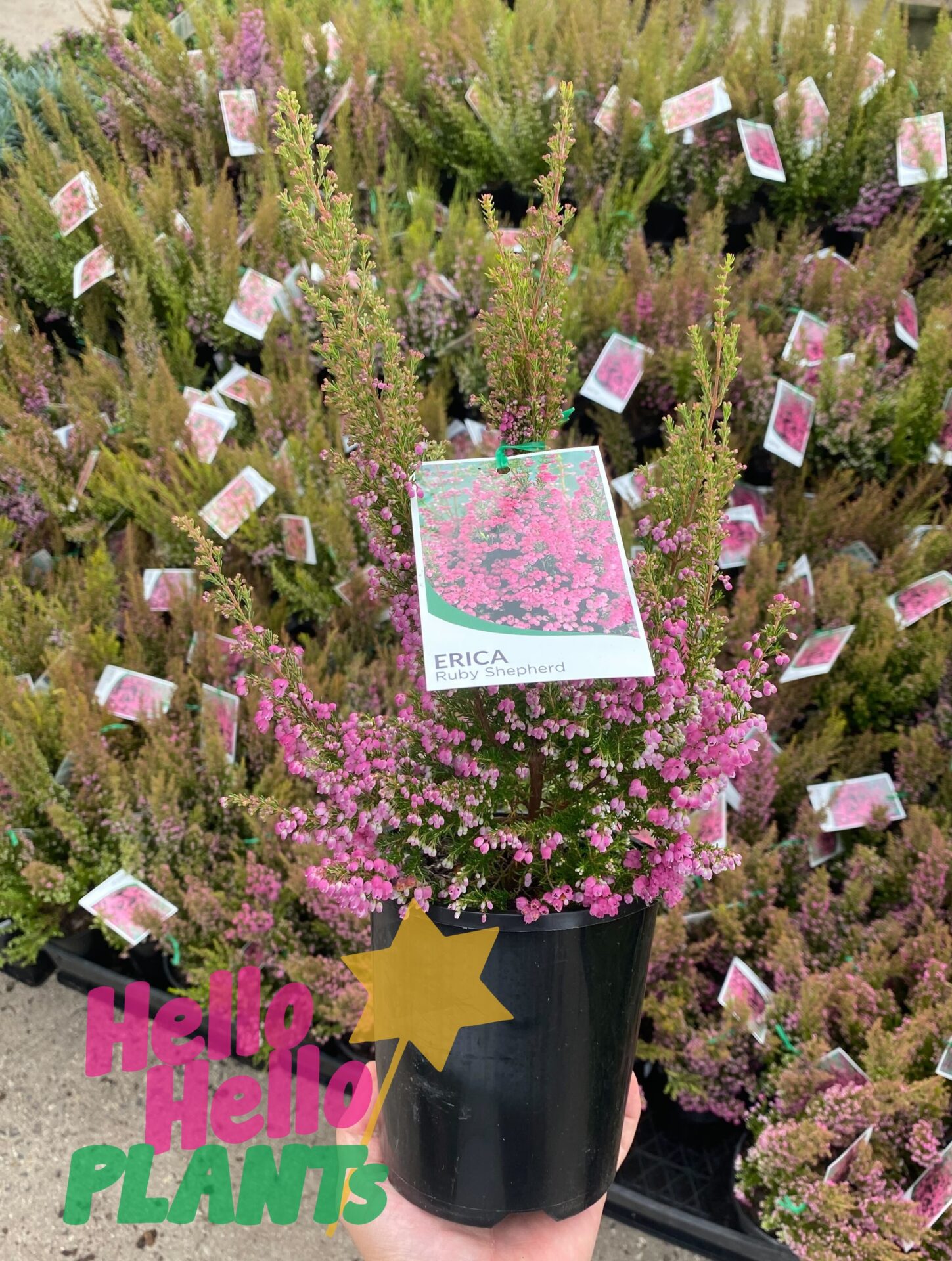 Erica 'Ruby Shepherd' Winter Heath 6" Pot