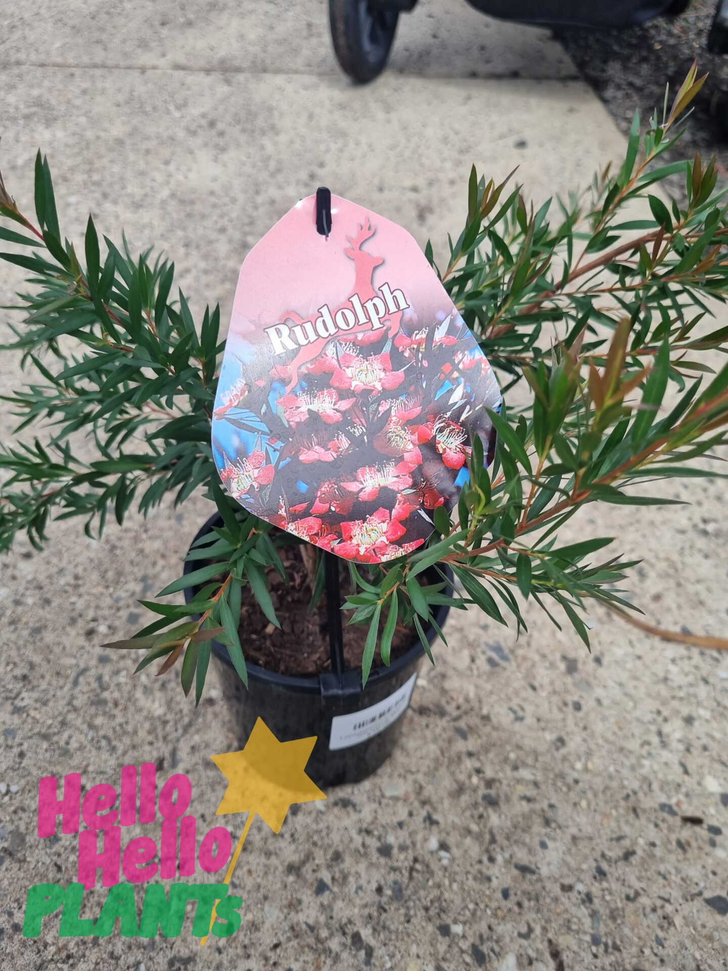 Leptospermum 'Rudolph' Tea Tree 6" Pot