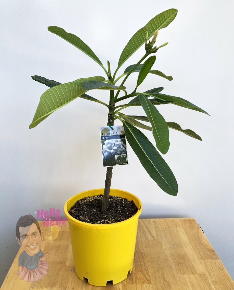 Plumeria 'Singapore White' Frangipani 8" Pot