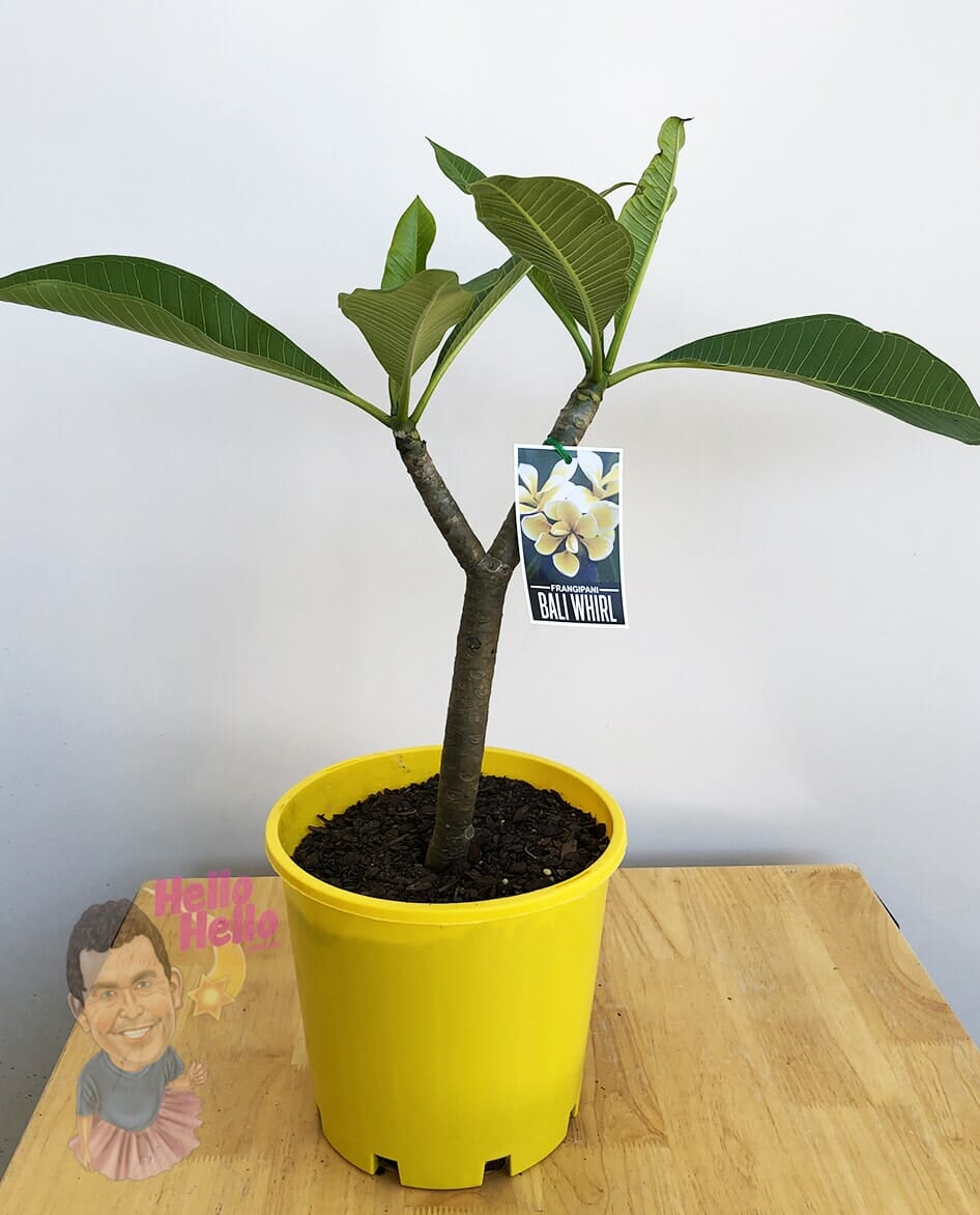Plumeria 'Bali Whirl' Frangipani 8'' Pot