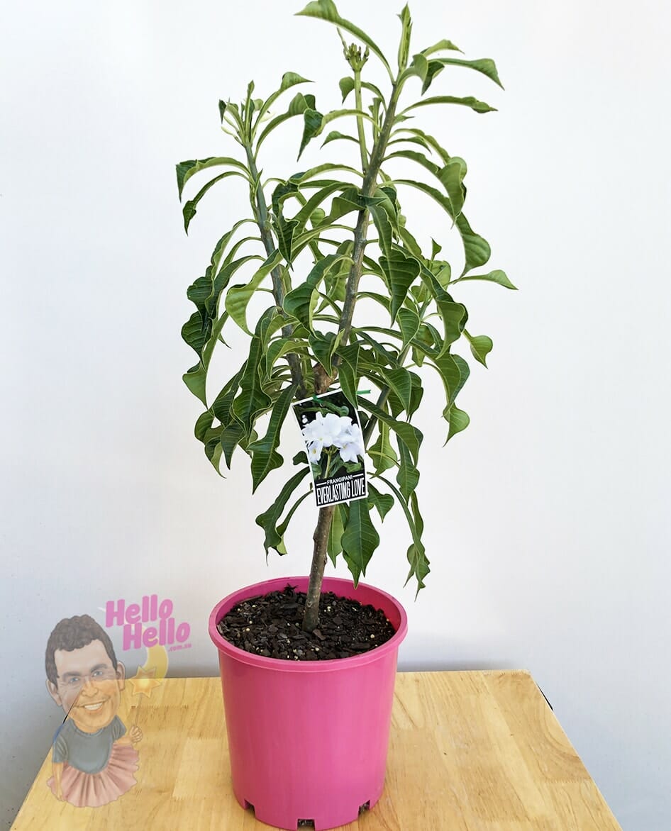 Plumeria 'Everlasting Love' Frangipani 8'' Pot