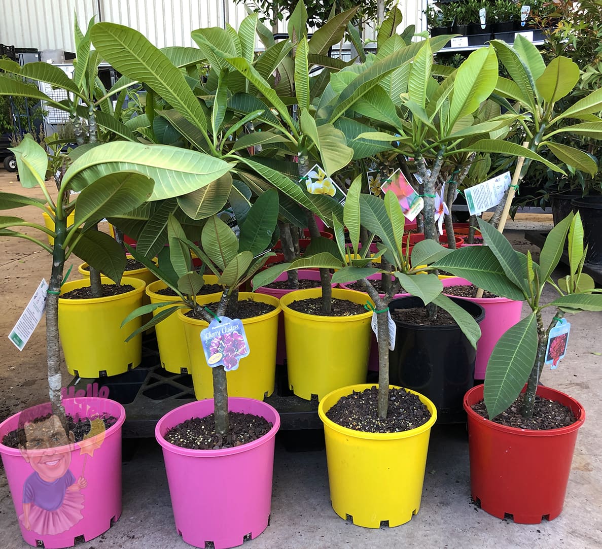 Plumeria 'Hot Pink' Frangipani 8" Pot