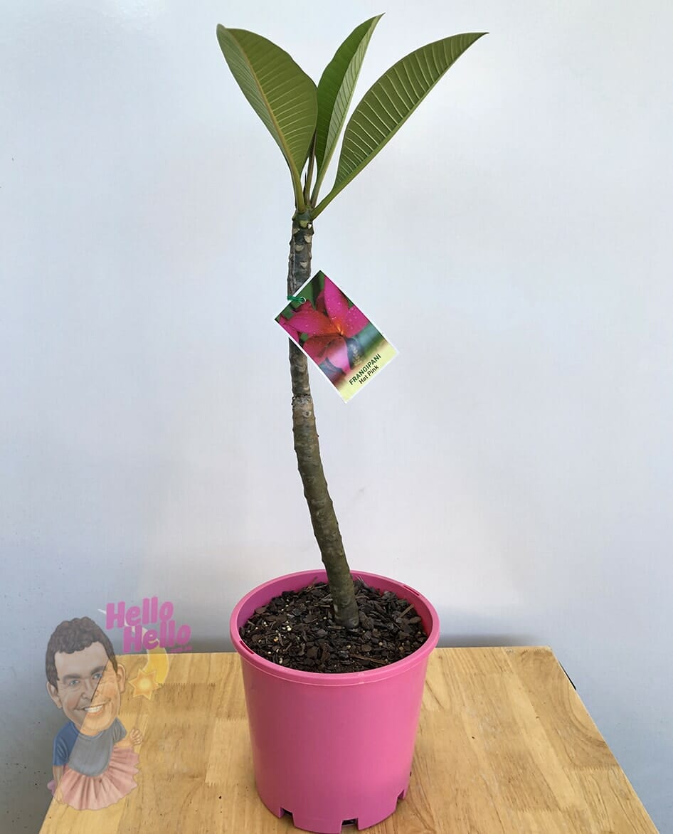 Plumeria 'Hot Pink' Frangipani 8" Pot