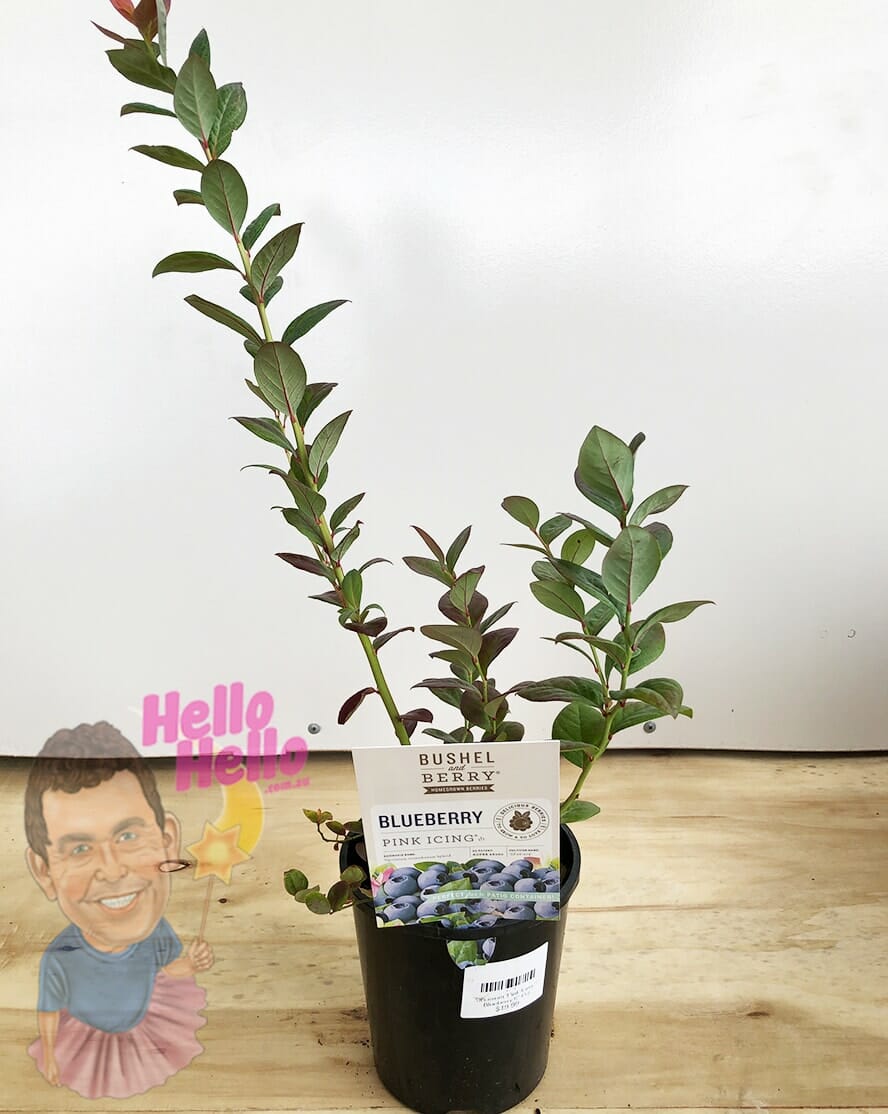 Vaccinium 'Pink Icing™' Blueberry 6" Pot