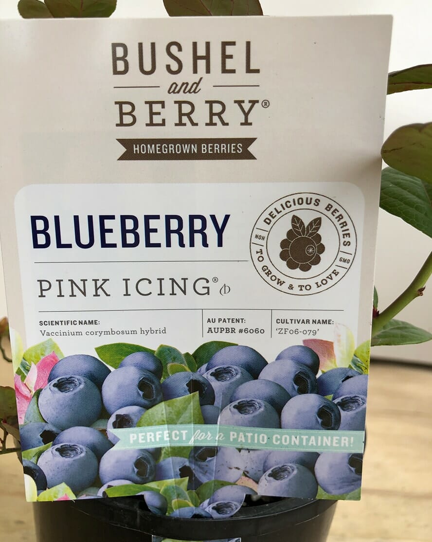 Vaccinium 'Pink Icing™' Blueberry 6" Pot