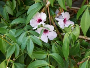 Three pale pink flowers with dark centers peek out from clusters of green leaves on a Pandorea 'Bower of Beauty' vine.