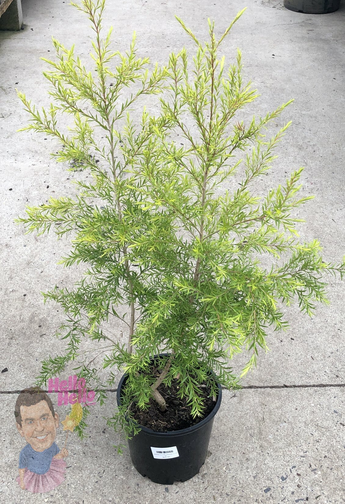 Melaleuca 'Revolution Gold' Myrtle 8" Pot